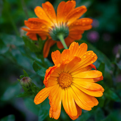 calendula