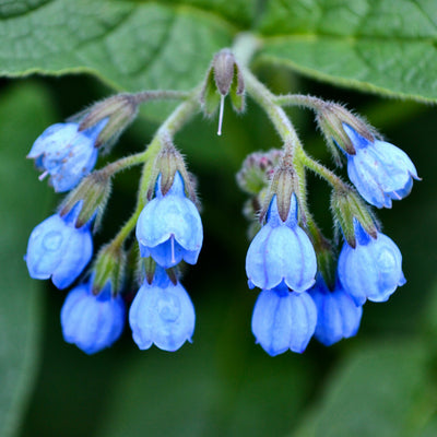 Comfrey