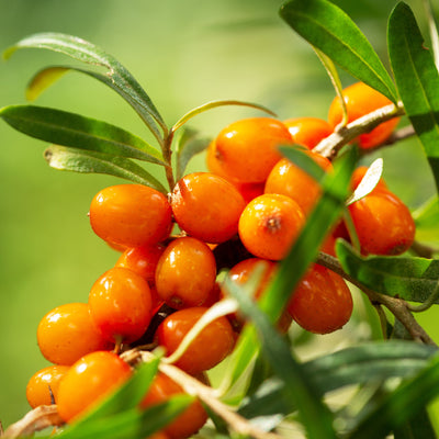 Sea Buckthorn