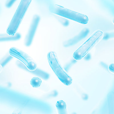 Lactobacillus Ferment